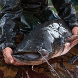 ribolov soma ribolov soma