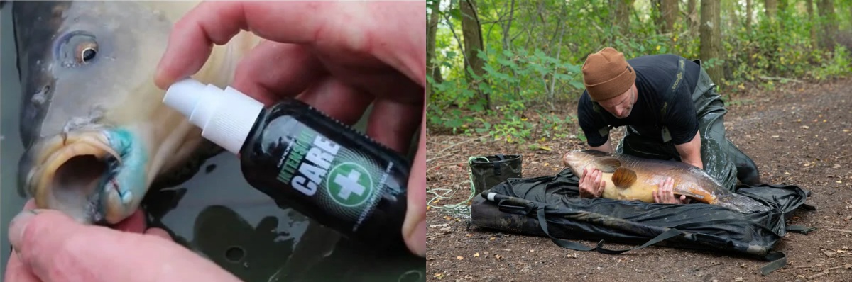 zaštita šarana antiseptikom i stavljanje šarana na podlošku